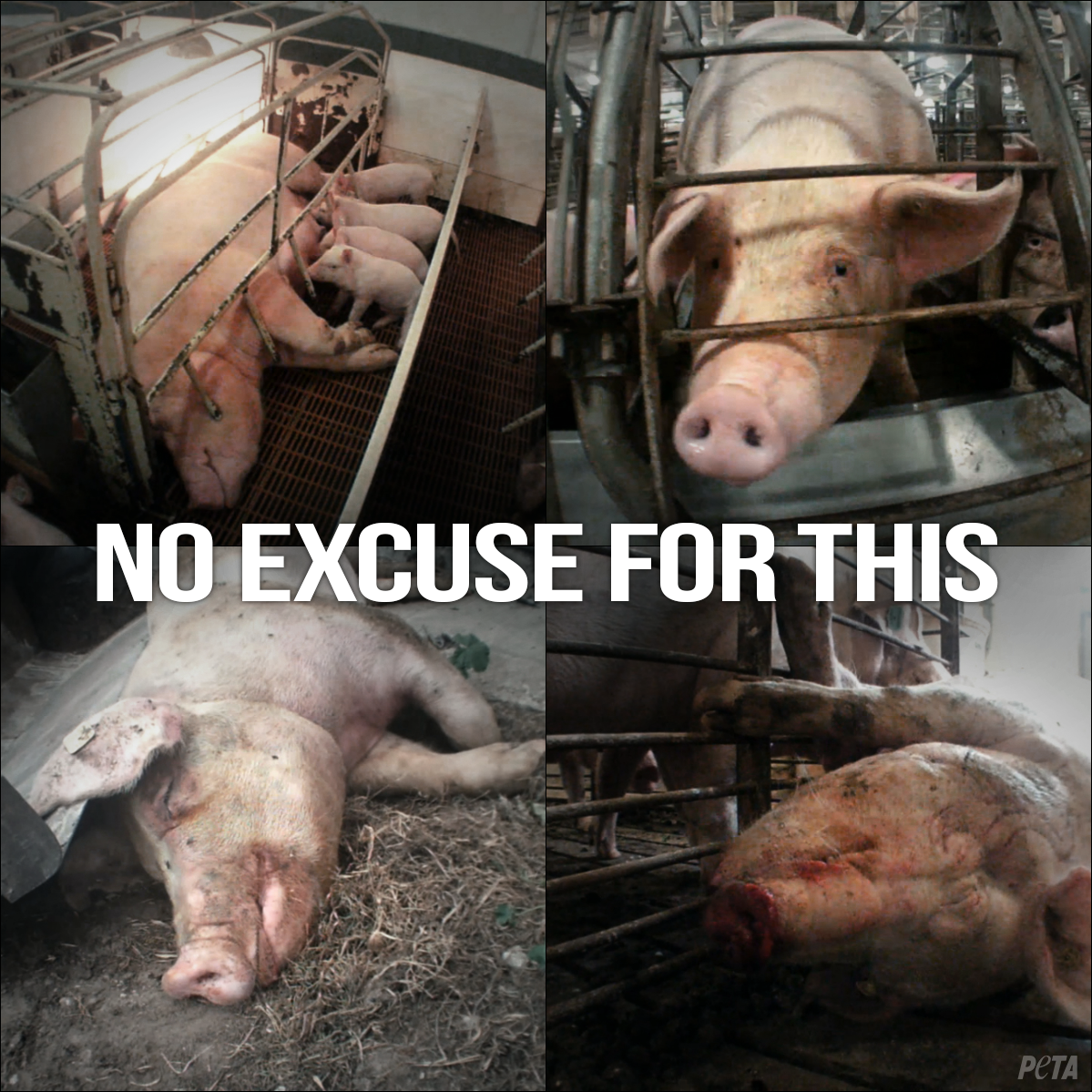 peta's tweet photo. YOU have the power to decide whether or not THIS happens to THEM.

#Reasons2GoVegan http://t.co/SqZr4O1XAz