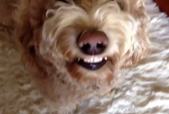 Can your dog smile? #SPortho #smile #behappy bit.ly/1scBh7t
