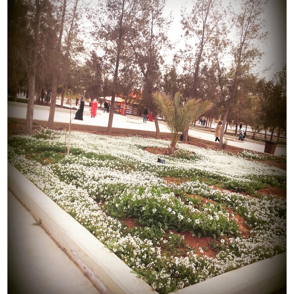 BAl3jarmah's tweet photo. الربيع في الجامعة الهاشمية يا فديتها http://t.co/BFFdqJdayl