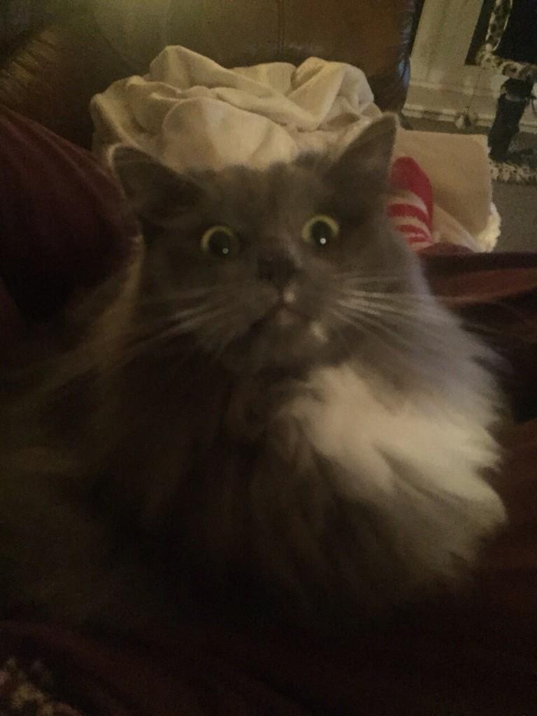 paris_olivia's tweet photo. Mustn't leave @JamesWilly10 home alone with the cats... http://t.co/ZhPvq4ipqT