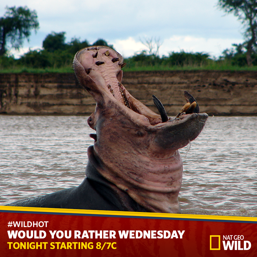 NatGeoAnimals's tweet photo. We're hot or we're cold: This week you voted #WILDhot! See tonight's Would You Rather shows: http://t.co/QAfH2lcqh4 http://t.co/gVxn0G5c9V