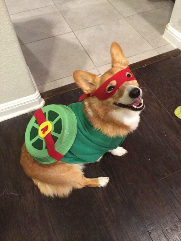 Credits : <a href="/TheCutestCorgis/">Cutest Corgis</a> LEOLEOLEOELEOLEOLEO! Can we get a crogi pleaaaaaassseee??? Hes sooo cute! <a href="/TMNT_Leonardo_/">Leonardo Hamato</a>