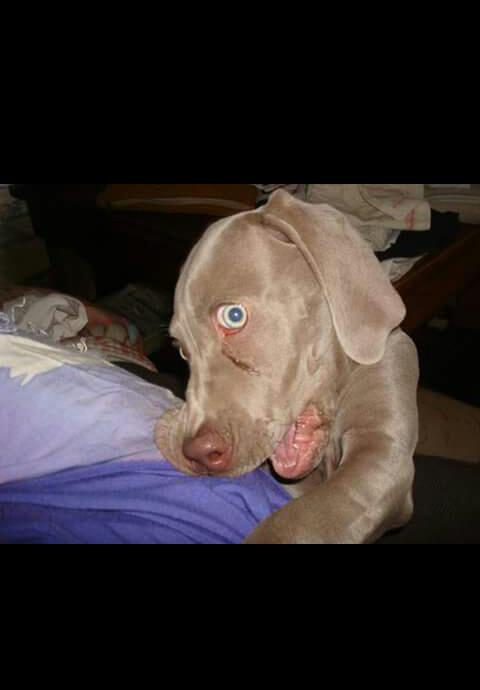 CaroGende's tweet photo. Ya una semana, como se te extraña perrita lindaaa #Wakito #Wiwita #Weima #Walki http://t.co/HTLVobASGy