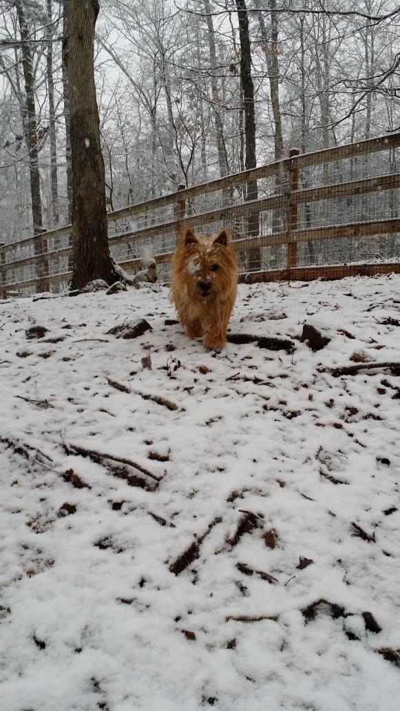 MattKunz59's tweet photo. @cityofmiltonga #MiltonSnow fun for family and pets! http://t.co/rZwGJrM1rA