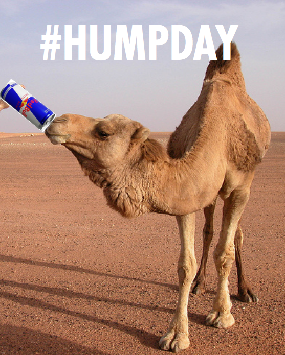 RosannaGilbey's tweet photo. “@redbull: Guess what day it is?  C'mon! Guess! You will never get it..🐫 http://t.co/11xI0Jpz1h” @ZanteTolley