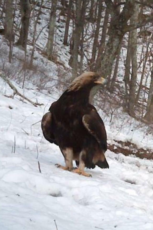 tim cornwell on Twitter "Golden Eagle a coworker of mine got a game