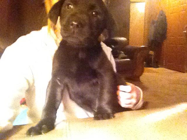 2018Gabby's tweet image. Some of my pets 😊 #OlivetHoCo2015