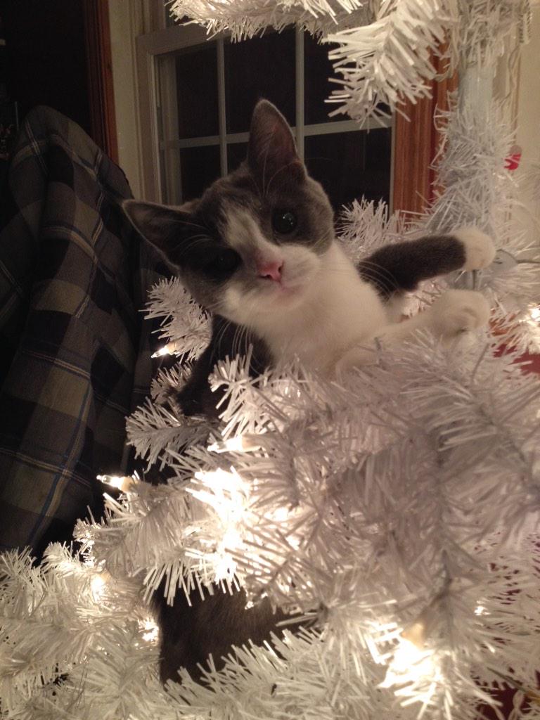 2018Gabby's tweet image. Some of my pets 😊 #OlivetHoCo2015