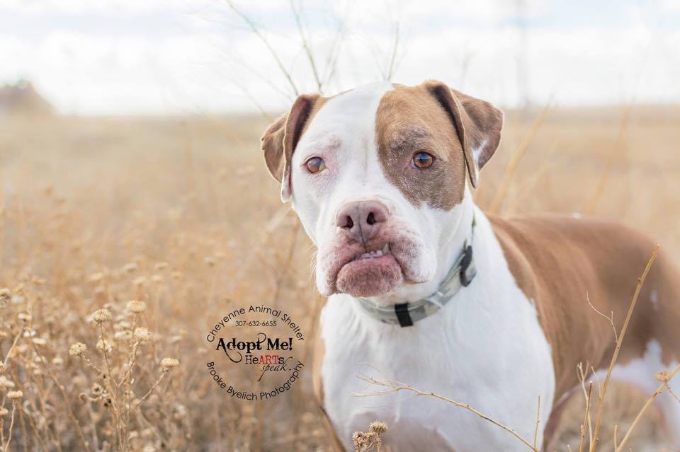 PauseImage's tweet image. #teefies #underbiteclub ❤️ “@HeARTsSpeakOrg: "Mama" #Adoptable thru caswy.org. Photo: @hockeybaby5