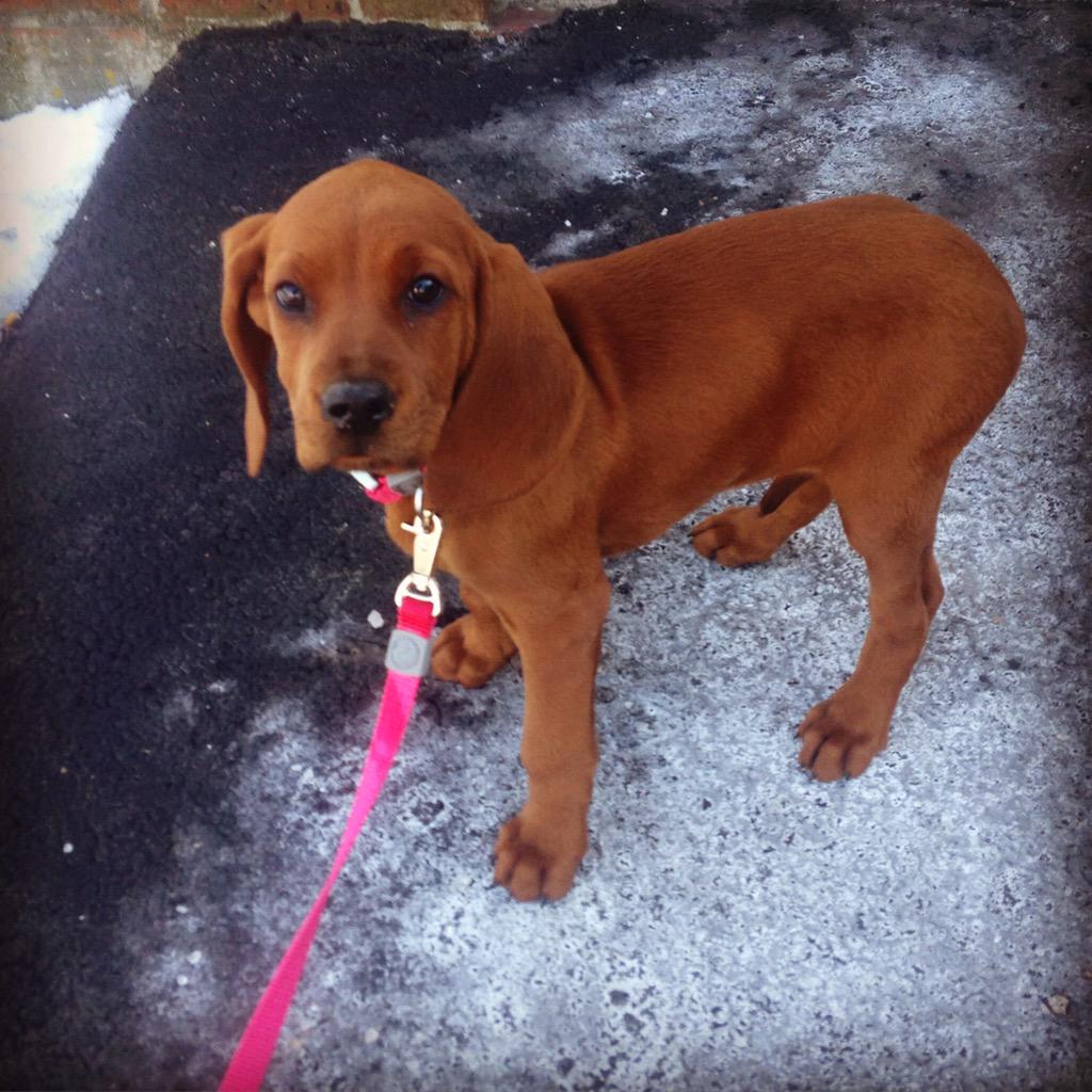 idavis76's tweet photo. @coonhoundlove our new baby girl Mable http://t.co/zvMz4gMKe4