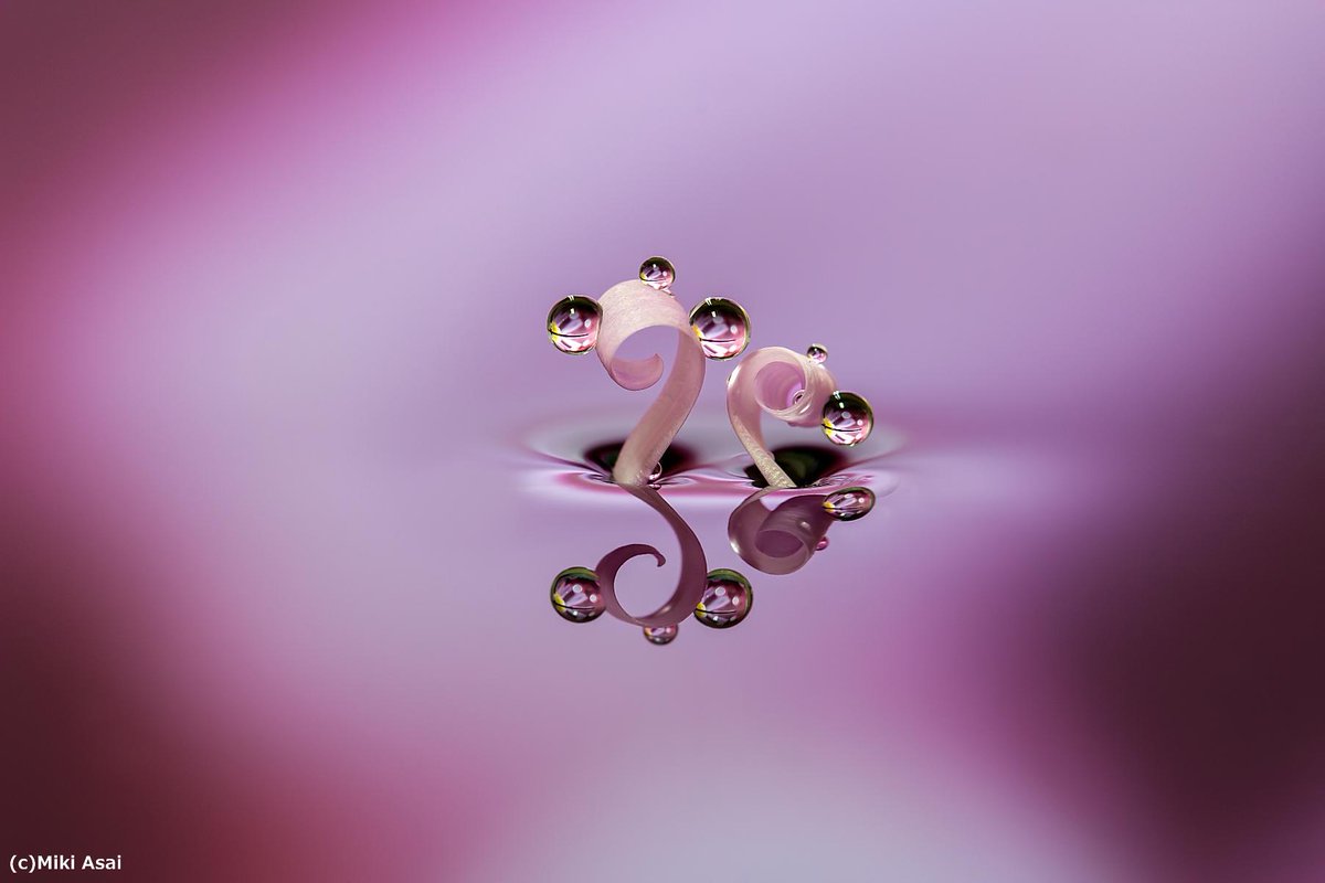 キヤノンマーケティングジャパン ミクロの世界へようこそ 浅井美紀写真展 幸せのしずく World Of Water Drops が本日から東京 品川のキヤノンsタワー内オープンギャラリーで開催中 3月13日 金 まで Http T Co Pqez8taicw Http T Co Qj7foszzzd