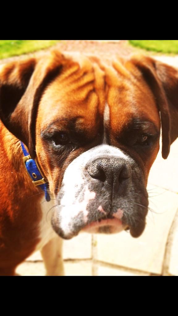 msmcginlay's tweet photo. @BoxerFanPage Luca's serious face 😊 http://t.co/cslr9FpUkm