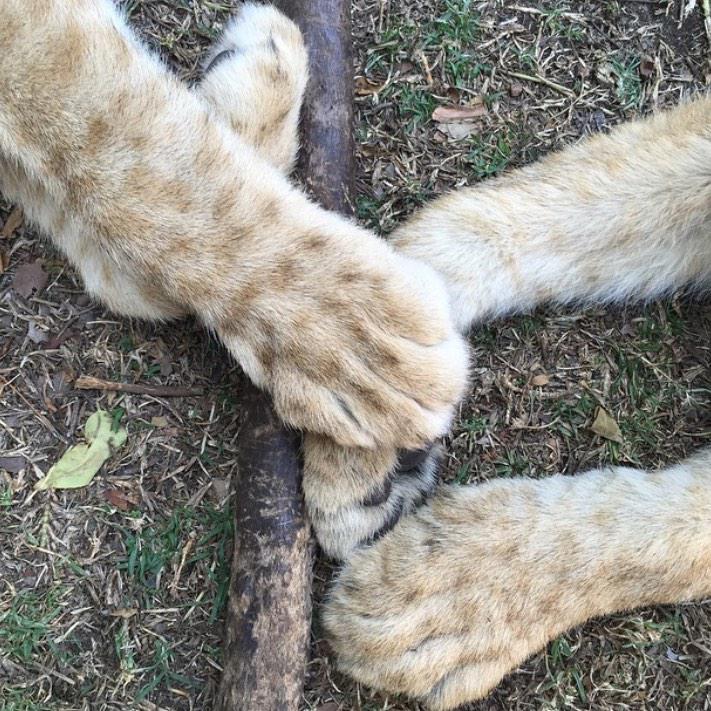 BJWTfoundation's tweet image. #babybeverly and #labai #savelions #saveourplanet #BoycottTheCircus