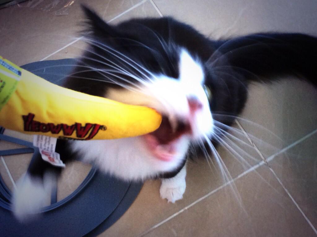 Catrepeneur's tweet photo. @campbellru24 @loukathetruck @ItsMeDeaner @Petstages plaquaway pretzel & #nbone treat clean teeth. ❤️@YeowwwCatnip! http://t.co/5D8v0WPQWH