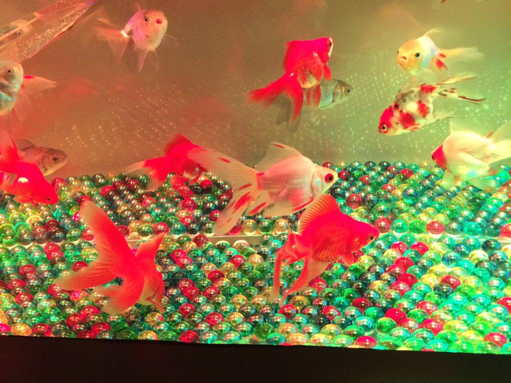 ひ か る Aube Syu しゅうくん 今日 金魚展に行ってきたよ 金魚がライトアップされてて めっちゃ綺麗でした ほっぺが膨らんでる 変な金魚もいたよ X 笑 お魚みると いつも しゅうくんを思い出します 笑 Http T Co A1hkgg1tpw ひ か る Aube Syu しゅうくん 今日 金魚展に行ってきたよ 金魚がライトアップされてて めっちゃ綺麗でした ほっぺが膨らんでる 変な金魚もいたよ X 笑 お魚みると いつも しゅうくんを思い出します 笑 Http T Co A1hkgg1tpw