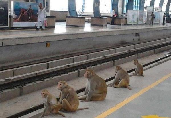 Meanwhile the Bhakts are already out waiting for the Bullet Train…