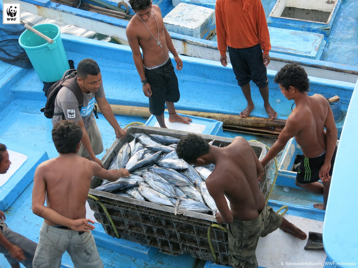 Nelayan Flores Timur Kelola Perikanan Berkelanjutan. wwf.or.id/ruang_pers/ber…