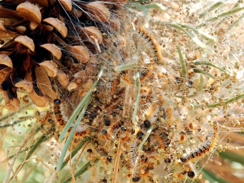 RouteurNews's tweet image. #gare aux #chenillesprocessionnaires dans le #parc des #calanques !  routeurnews.com/c82q