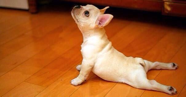 dreonxyaping's tweet photo. This Dog Must Be Owned By A Yoruba Man!  #AYOMITIDE_by_FlexyJay #MaigidaVideo http://t.co/S0RFk4RSUJ