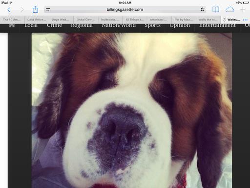 @ Wally thank you for the smiles you brought others and your lovable adorable face #BestinShowalways