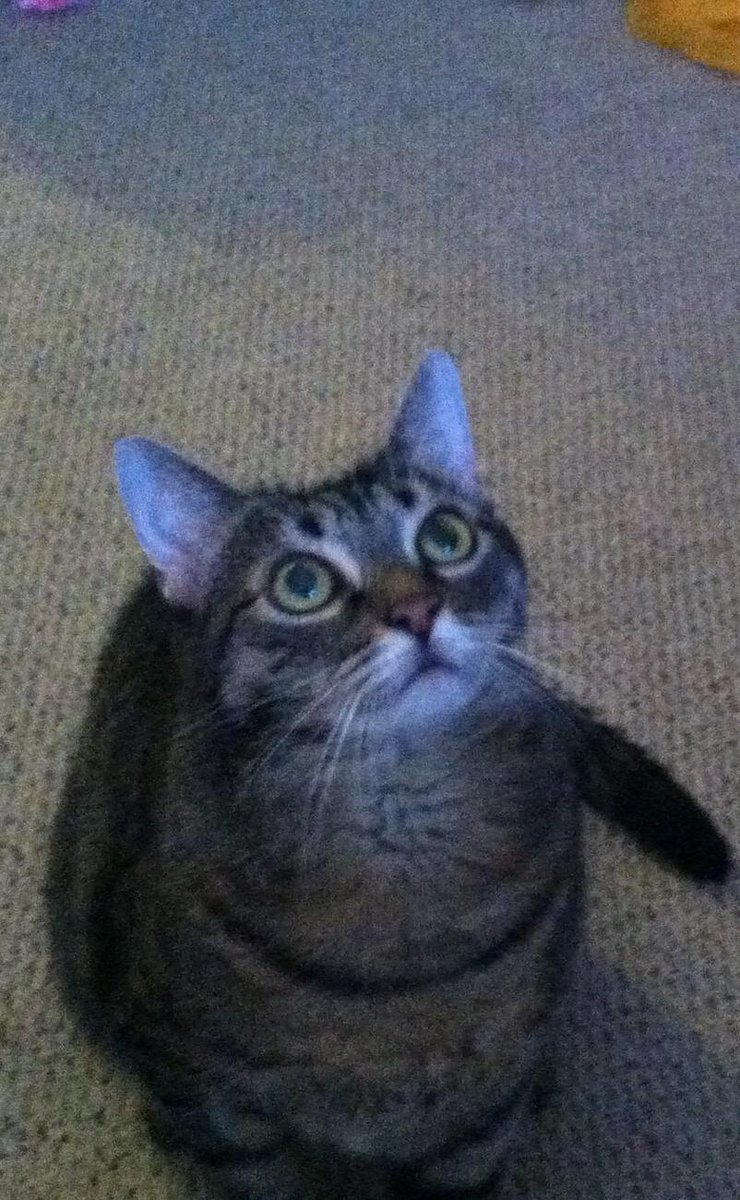 "What are you thankful for today?" #Fursday #kitty #NYC