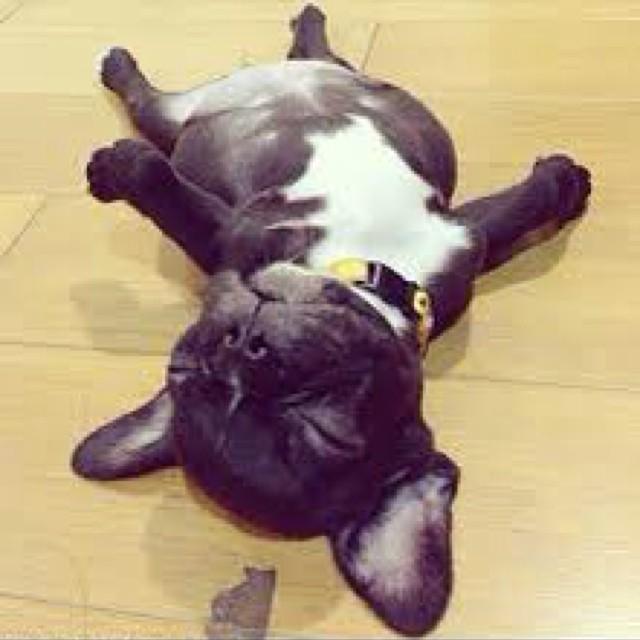 Dogagram's tweet image. See happypuplove and more #dogcrate Top Dog Selfies @ dogagram.com/dog-kennels-cr…