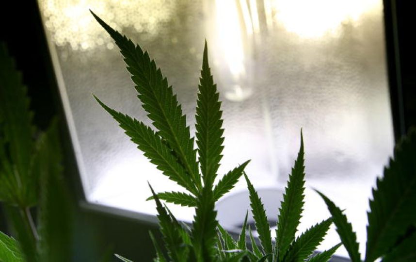 PublimetroChile's tweet photo. Jamaica hace honor a su cultura y despenaliza por fin la marihuana --> http://t.co/VLG8sU4Vfx http://t.co/vDYW5YAyyL