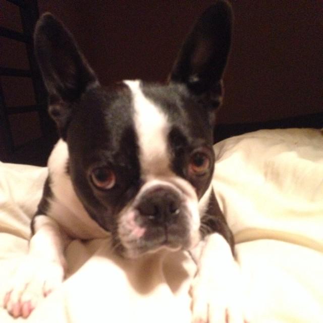 Dogagram's tweet image. See boxercuteness and more #instinct Top Dog Selfies @ dogagram.com/natural-dog-tr…