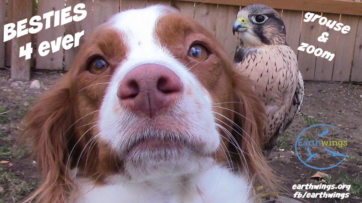 Bubothebird's tweet photo. Check out this video of my fiends zoom and grouse on my youtube page-https://t.co/EaWJtlrQKg http://t.co/V5uz04fycV
