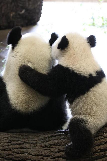 tamitntdesigns's tweet image. #HUGS #ILovePandas #Pandas