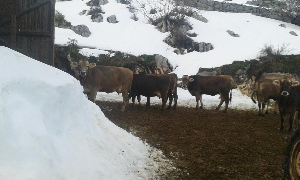 afca_es's tweet photo. Nuestro compañero tuvo difícil llegar a #Tresviso (#Cantabria) para realizar el #controllechero en esta #ganadería http://t.co/y2q5H2KwJe
