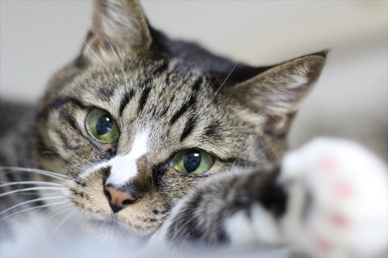 有名人 プライム エキサイティング うち の 猫 が 世界 で 一 番 かわいい Himeji Entaku Jp