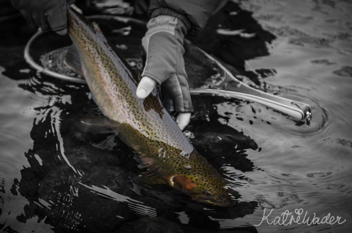 FishDrift's tweet image. Katri hit upstate New York. Check out fishdrift.com for all the shots. #flyfishing #steelhead #newyork