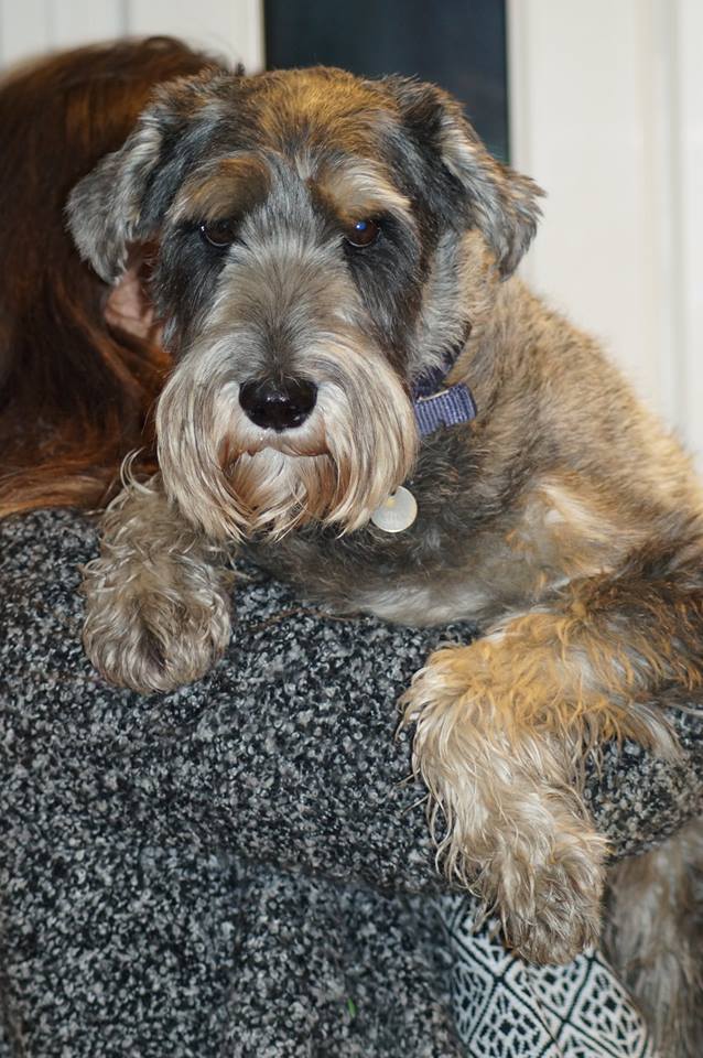 BBC_Cumbria's tweet photo. Alfie is lost around Patterdale. He has a name tag and is wearing this red coat. Please retweet. #FindAlfie http://t.co/Gi0Rz6wEH9
