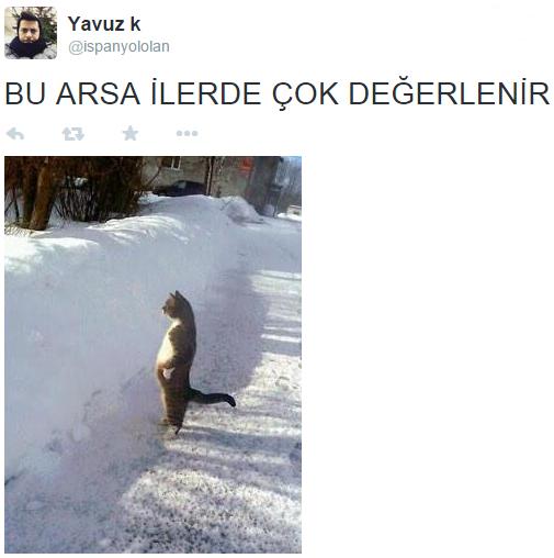issizizbiz's tweet photo. Kedinin duruşa bak kelepir arsa denk getiren müteahhit gibi bakıyo http://t.co/XNV8rpPGhy