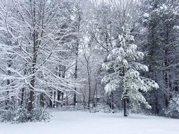 weatherchannel's tweet photo. Gorgeous! TN #snow - #TNwx #Remus RT@Chadisfaction82 #Snowpacalypse2015 #ClevelandTN @weatherchannel @JimCantore http://t.co/8w5r3Osntt
