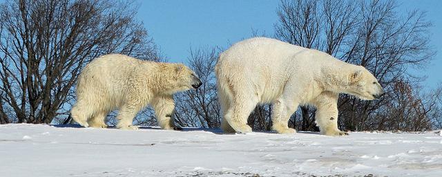 Celebrate International #PolarBear Day with us tomorrow from 11 a.m. to 3 p.m. at the Arctic Ring of Life!