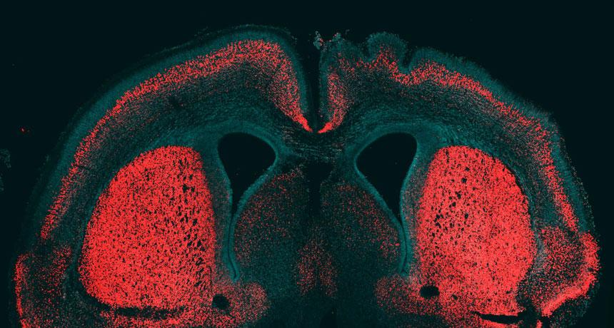 Genetic tweaks built humans’ bigger brains: ow.ly/JH1Rz