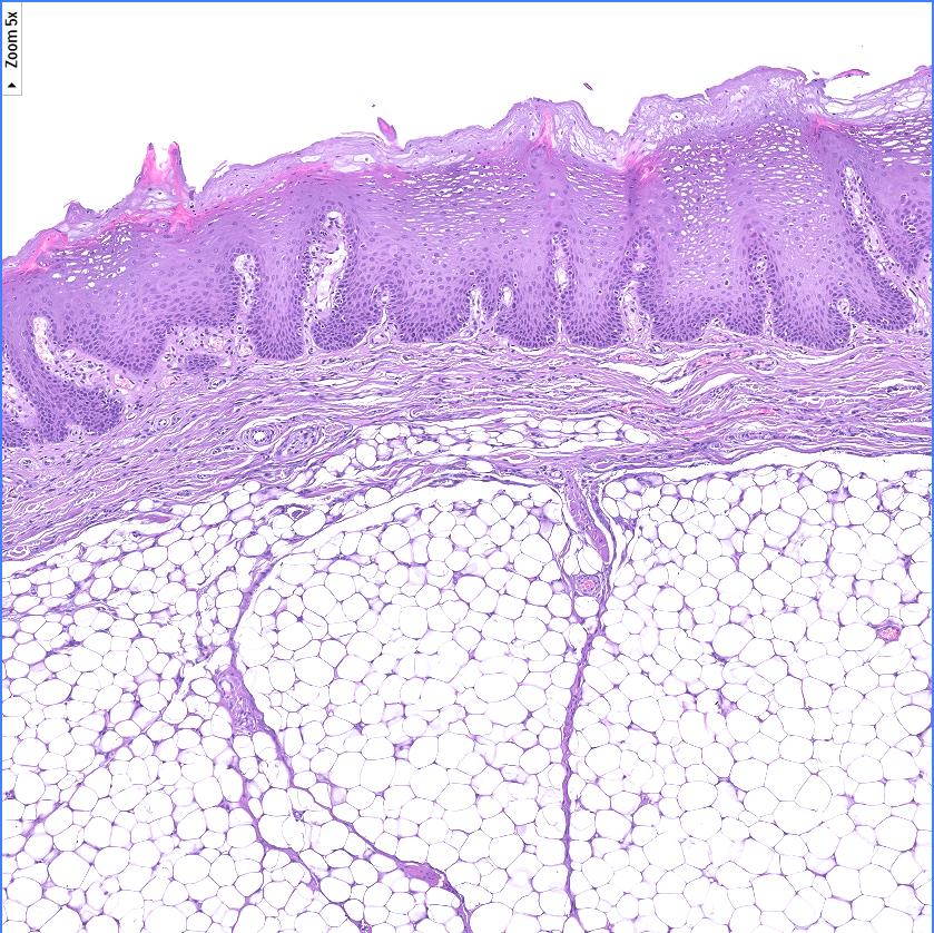 PathologieDNA tweet picture