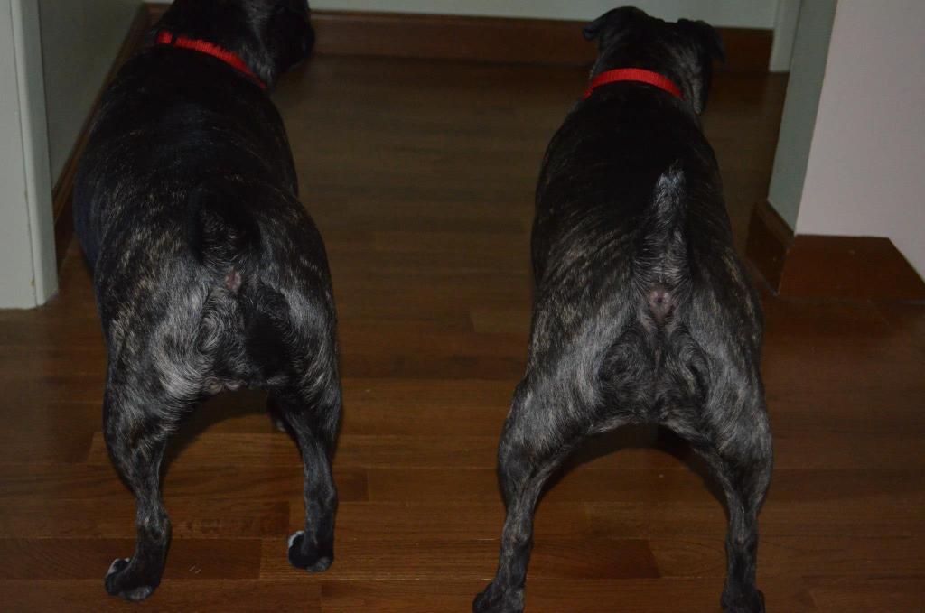 KixMoxie2's tweet photo. @okkidoke @cynthiasmith191 @MurphyJr_00 @jaxbullets @Sadielicious11 You have a better tail than us. #StubbyTail http://t.co/zB5YnR5MnX