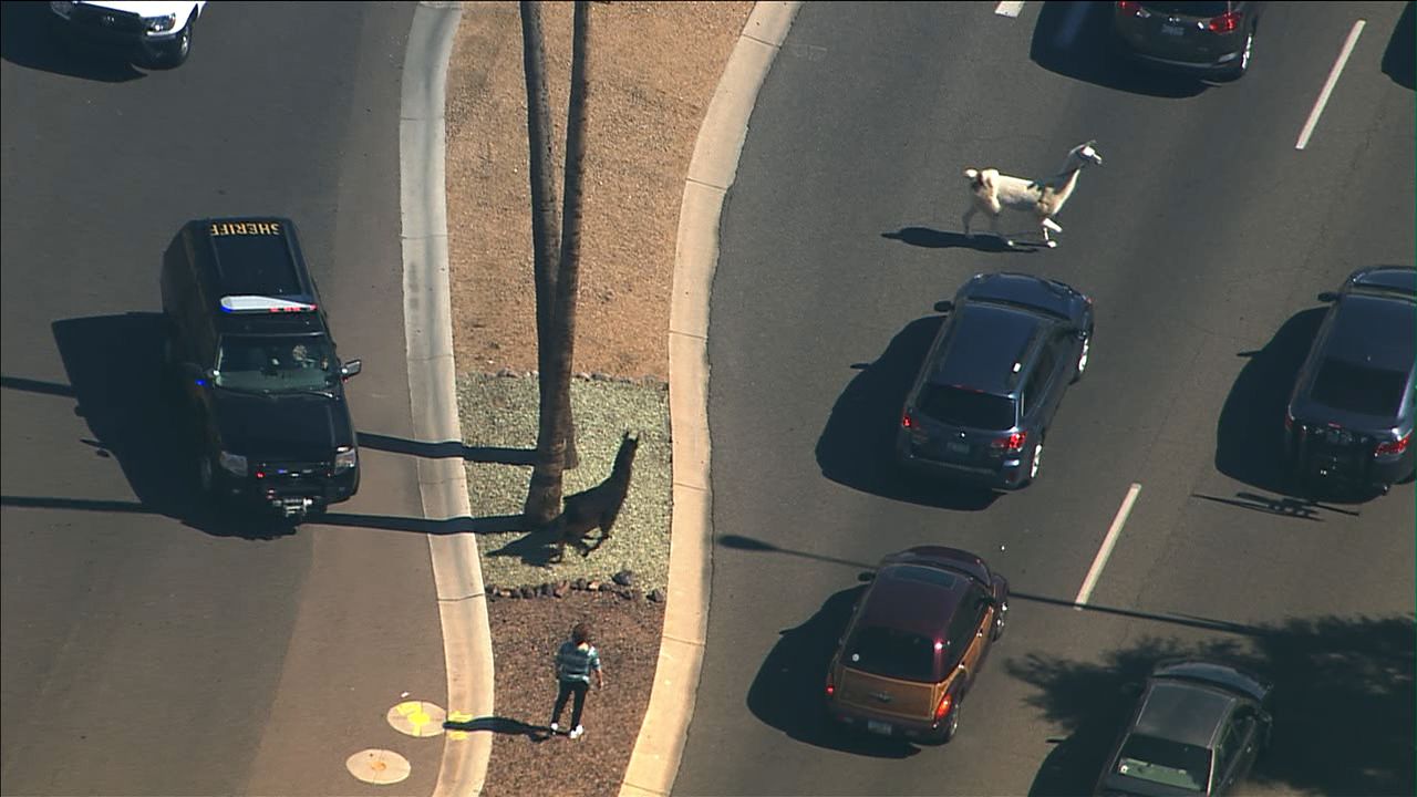 Watch abc15 live new arrivals