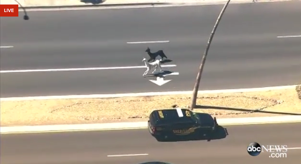 ABCNewsLive's tweet photo. LIVE: Llamas get loose, run through neighborhood in Arizona: http://t.co/cAAyNO9jXi - @abc15 http://t.co/32ema3kXA4