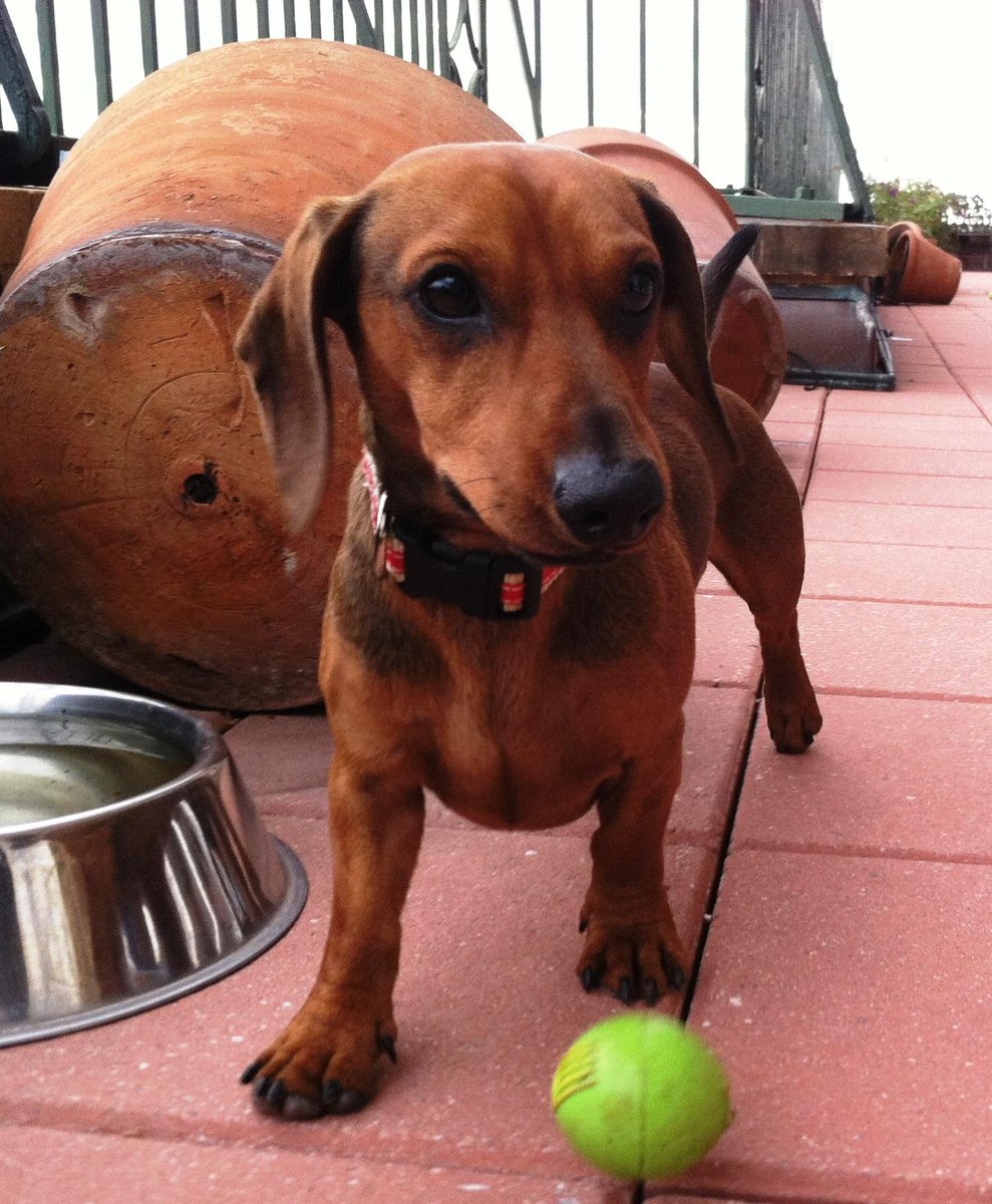 Be kind to all creatures..... #Fursday #dogsoftwitter #NYC