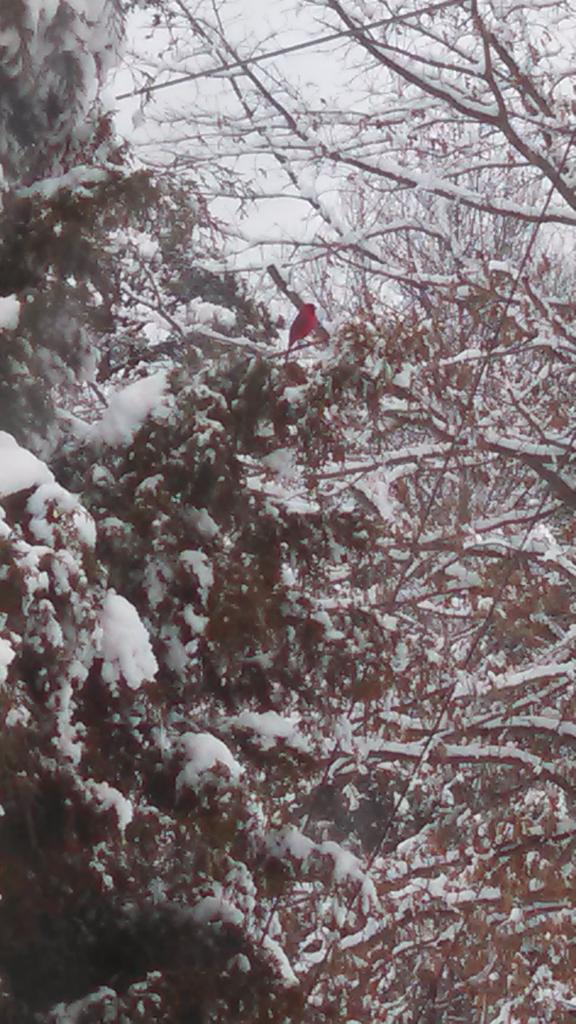 MehaffeyRoberta's tweet photo. We got a few inches but still had a beautiful view http://t.co/QBNqZtjhgA