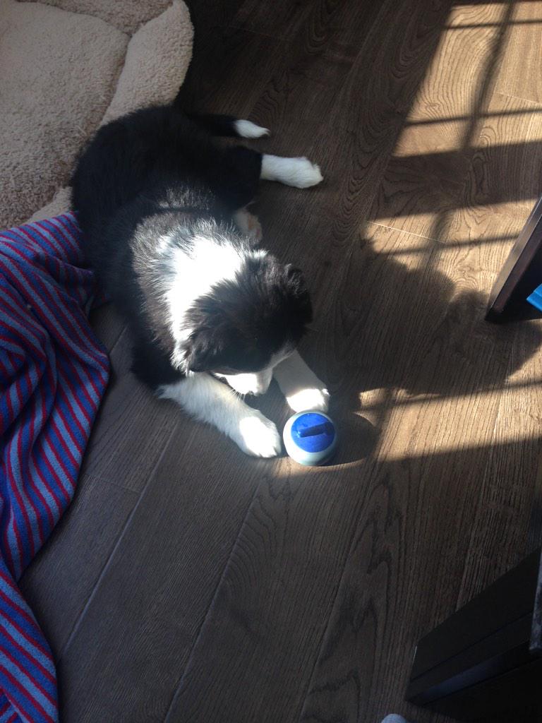 Abby loves her new toy!! #curling #newholland