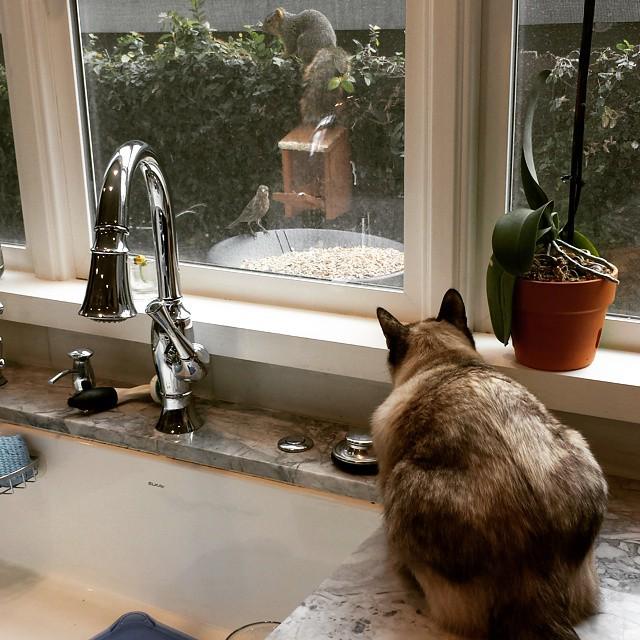 tv for cats ift.tt/1BhGwLf