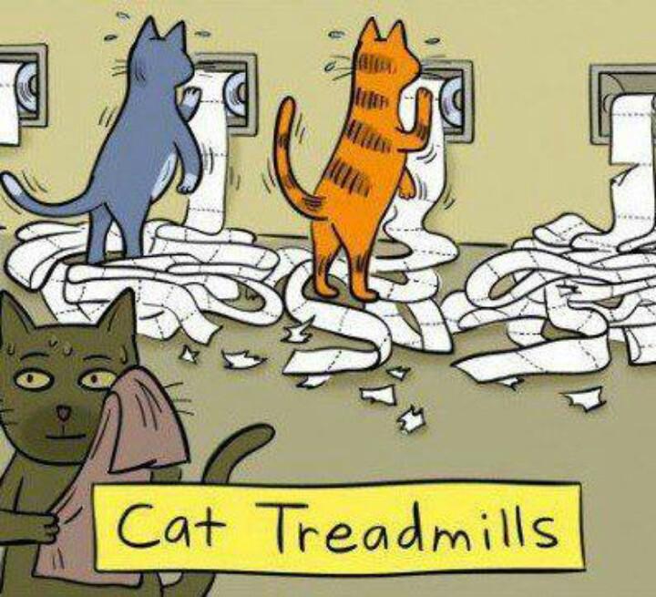 cat work out