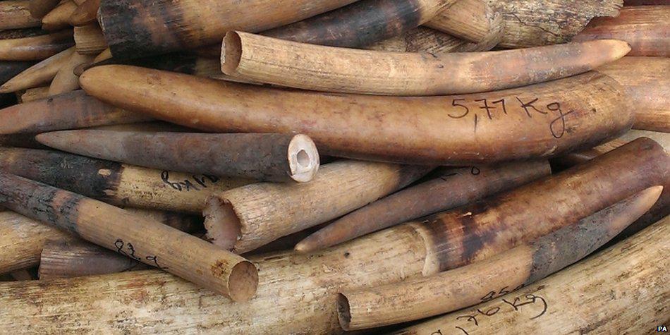 BBCWorld's tweet photo. China imposes one-year ban on ivory imports http://t.co/Y1fYCBSr8m http://t.co/6QFbdsSE9I