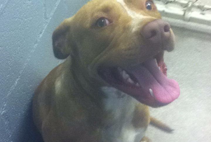 BaconWagon's tweet photo. #arlingtontx Do you know me? Found near Bowen/Division.  Friendly, trained.  Call (817) 460-4441 to claim.   #lostdog http://t.co/JmkQ1S9Q5Y