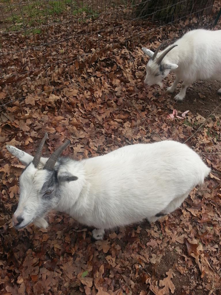 Patro352's tweet photo. My Co workers if the day. http://t.co/4NWTVcUVdU